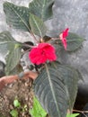Such beautiful red flowers have green leaves