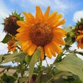 such beautiful sunflowers