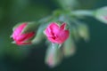 Geranium flower, Flower bud. Beautiful green versus red.