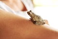 Such a cute little guy. Shot of a tiny frog sitting on a womans arm.