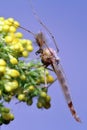 Mosquito chironomidae resting on the flower. Royalty Free Stock Photo