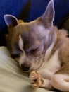 Close up of Sleeping Chihuahua