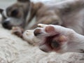 Close up of Sleeping Chihuahua Paw