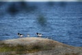 Sea magpie family on a walk