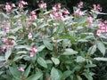 Such thickets are found all over the area from Lake Baikal to the Pacific Ocean