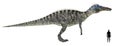 Suchomimus Size Comparison Royalty Free Stock Photo