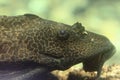 Suckermouth catfish Royalty Free Stock Photo