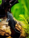 Suckermouth catfish or common pleco Hypostomus plecostomus isolated in a fish tank with blurred background