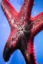 Suckers of a starfish close-up Royalty Free Stock Photo