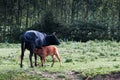 Sucking calf and peeing cow Royalty Free Stock Photo