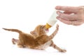 Sucking ginger kitten Royalty Free Stock Photo
