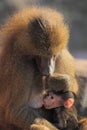 Sucking guinea baboon