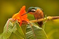 Sucking hummingbird, orange flower. Orange and green small bird from mountain cloud forest in Costa Rica. Purple-throated Mountain Royalty Free Stock Photo