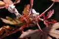 Sucking insect on plant, mealy bug