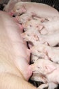 The sucking piglets. Royalty Free Stock Photo