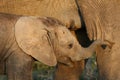 Suckling Baby African Elephant Royalty Free Stock Photo