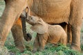 Suckling Baby African Elephant Royalty Free Stock Photo