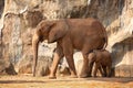 Suckling baby African Elephant with mum. Royalty Free Stock Photo