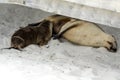 Suckling baby sea lion with mother, Kangaroo Island Royalty Free Stock Photo