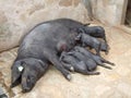 Suckling Black Iberian Piglets (Cerdo negro, Porc Negre) Royalty Free Stock Photo