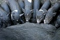 Suckling Black Iberian Piglets