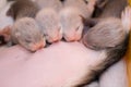 Suckling ferret babies Royalty Free Stock Photo