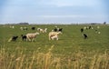 Suckling lamb on a meadow with herd of white and black sheeps Royalty Free Stock Photo