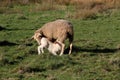 Suckling lamb Sheep Royalty Free Stock Photo