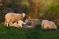 Suckling lamb Sheep Royalty Free Stock Photo