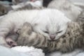 Silver shaded BSH kitten sleeping Royalty Free Stock Photo