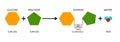 Sucrose formation. Glycosidic Bond Formation from Glucose and fructose. Chimical reaction