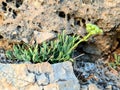 Suculent Flower Growing in a Wall in a Sunset Light Royalty Free Stock Photo