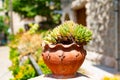 Suculent plants in rustical style pot, Mallorca Royalty Free Stock Photo