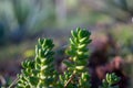 Sedum pachyphyllum