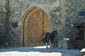 Horses in Genoese fortress, Sudak, Ukraine, Crimea Royalty Free Stock Photo