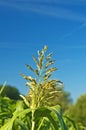 Sudan grass, Sorghum sudanense, Energiepflanze