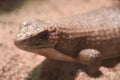 A Sudan Plated Lizard Royalty Free Stock Photo