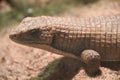 A Sudan Plated Lizard Royalty Free Stock Photo