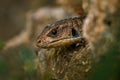 The Sudan plated lizard - Broadleysaurus major Royalty Free Stock Photo