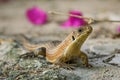 The Sudan plated lizard - Broadleysaurus major Royalty Free Stock Photo