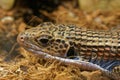 Sudan plated lizard Royalty Free Stock Photo