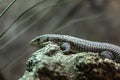 Great plated lizard Royalty Free Stock Photo