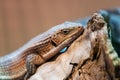 Sudan plated lizard Royalty Free Stock Photo