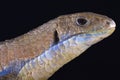 Sudan plated lizard (Gerrhosaurus major) Royalty Free Stock Photo