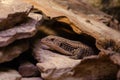 Sudan plated lizard Gerrhosaurus major sitting under a stone. Royalty Free Stock Photo