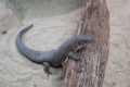 Sudan Plated Lizard looking out Royalty Free Stock Photo