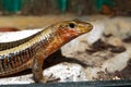 Sudan plated lizard portrait Royalty Free Stock Photo