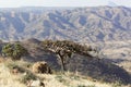 Sudanese frankincense tree & x28;Boswellia papyrifera& x29;