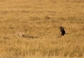 A sudden chase by Mussiara cheeta of a wildebeest at Masai Mara grassland