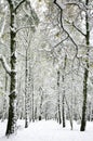 Suddenly fallen snow in the autumn birch forest